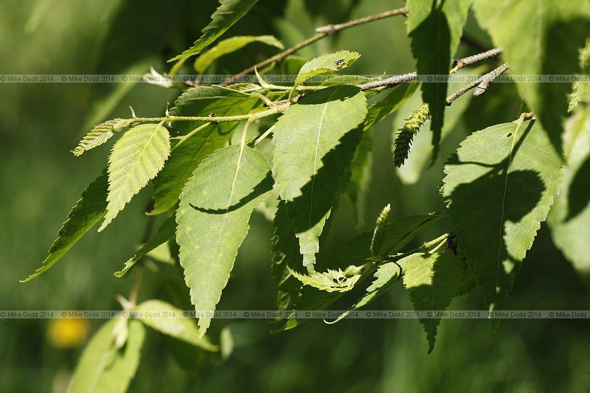 Betula albosinensis var. septentrionalis Northern Chinese red birch