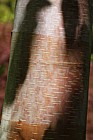 Betula albosinensis var. septentrionalis Northern Chinese red birch
