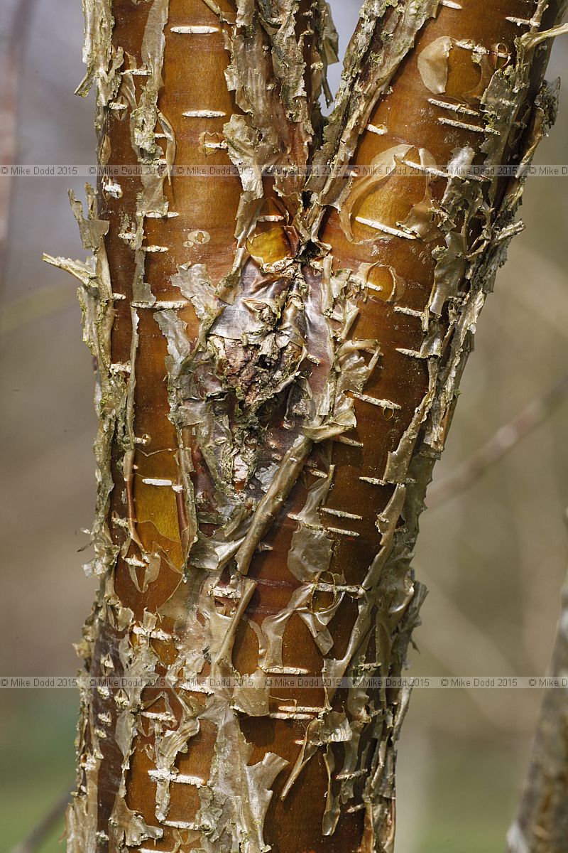 Betula alleghaniensis Yellow Birch bark