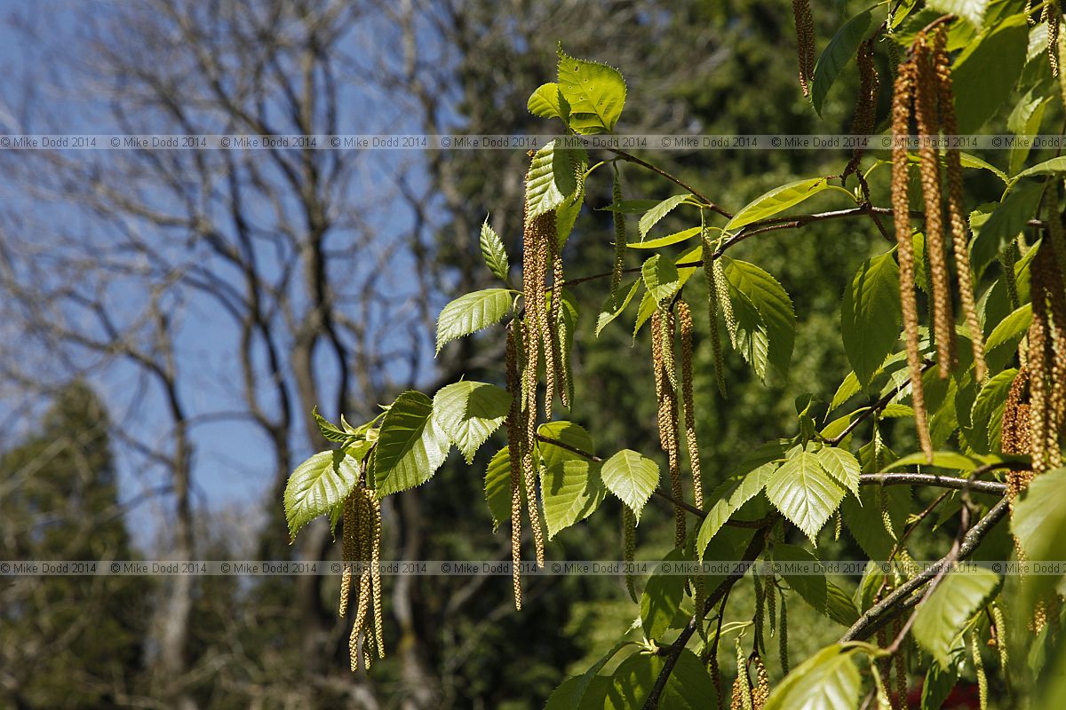 Betula alnoides ssp liminifera