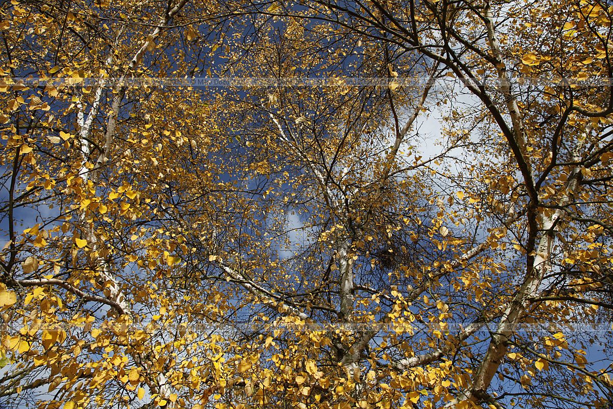 Betula coerulea-grandis