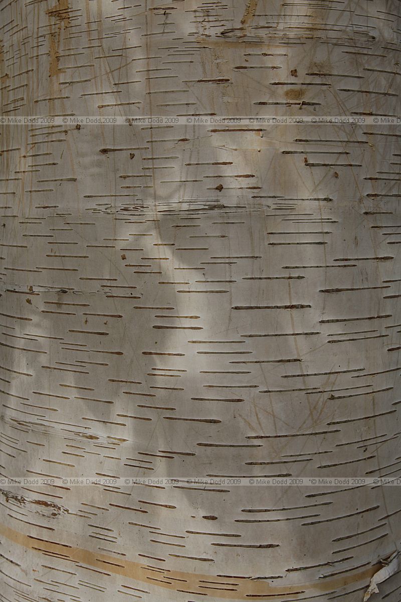 Betula coerulea-grandis