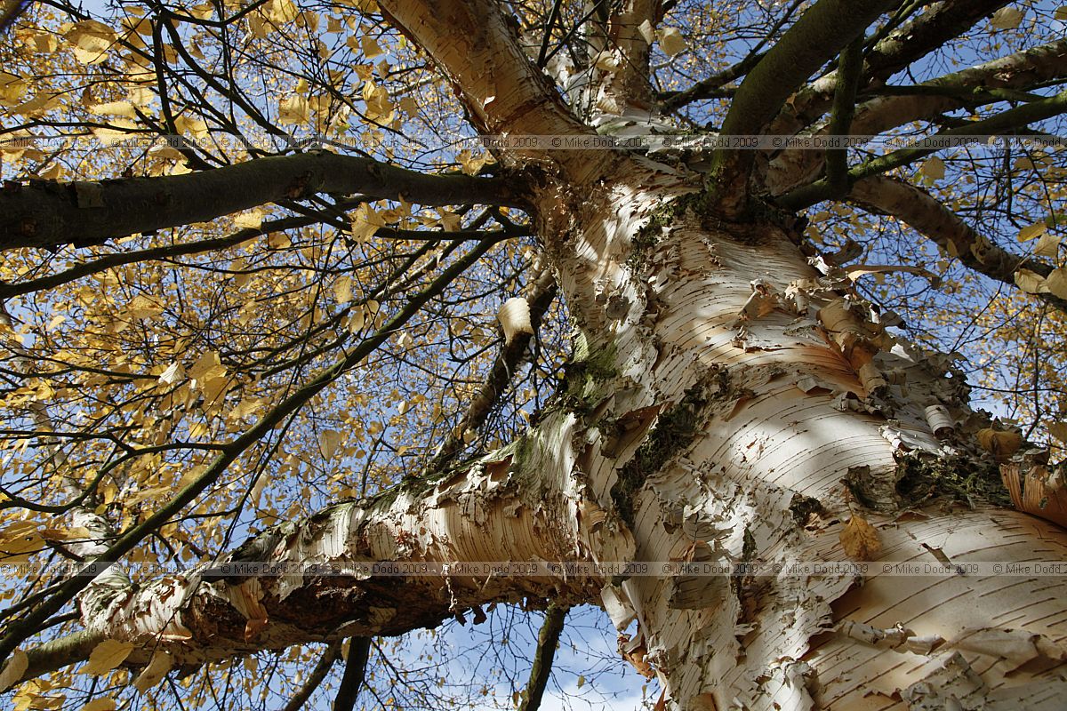 Betula coerulea-grandis