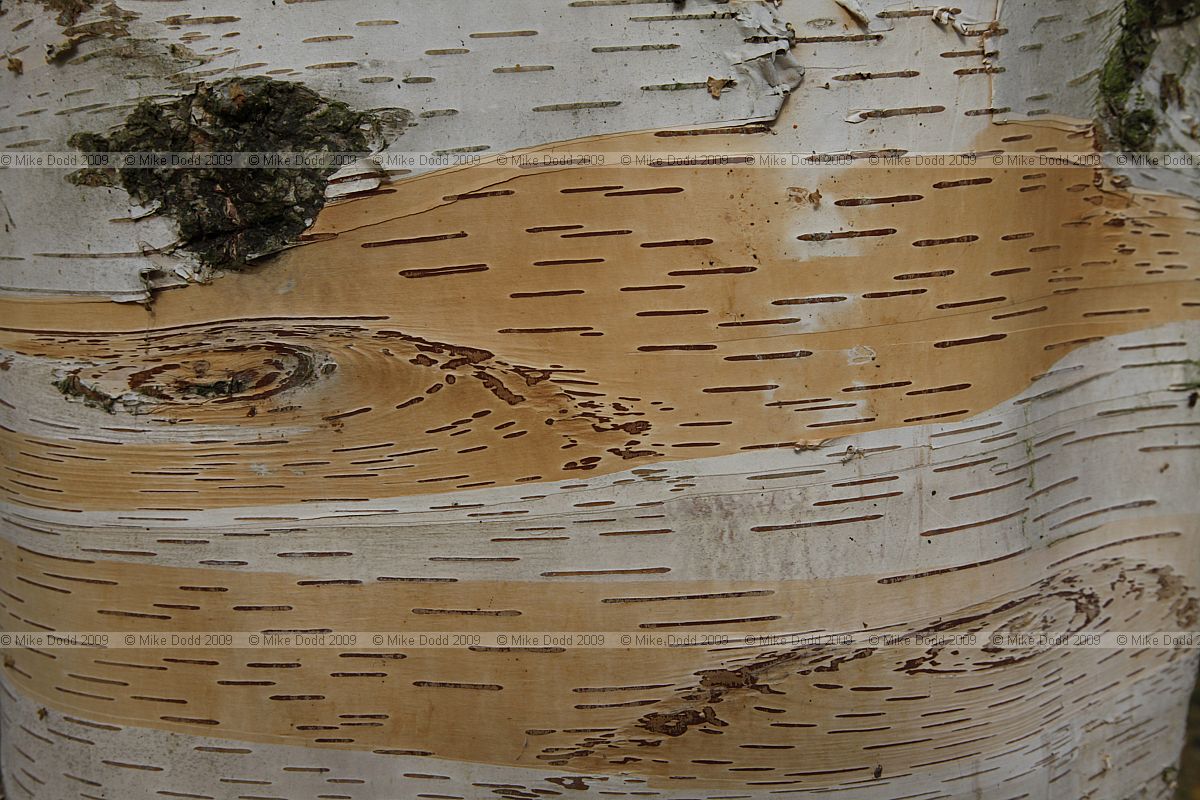 Betula coerulea-grandis