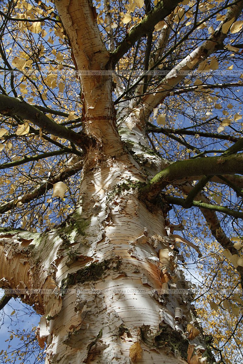 Betula coerulea-grandis