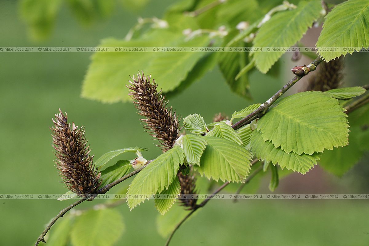 Betula corylifolia
