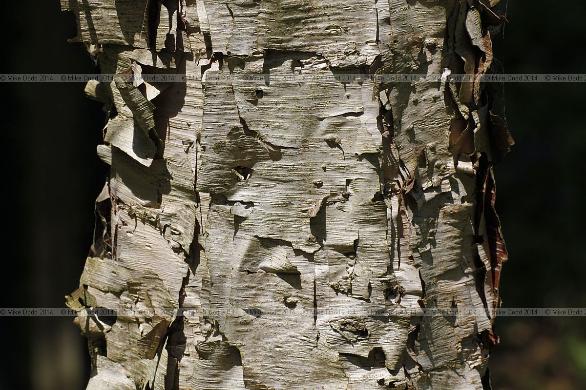 Betula davurica Asian black birch