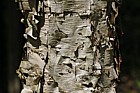 Betula davurica Asian black birch