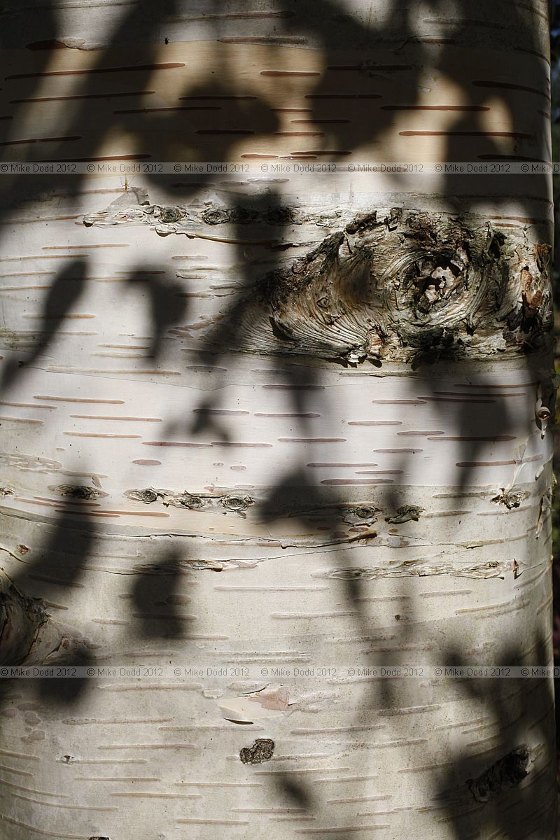 Betula ermanii x pubescens