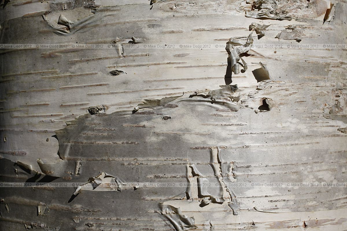 Betula ermanii x pubescens