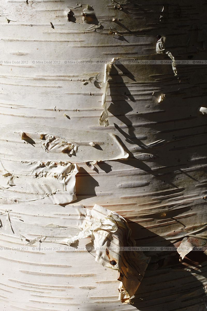 Betula ermanii x pubescens