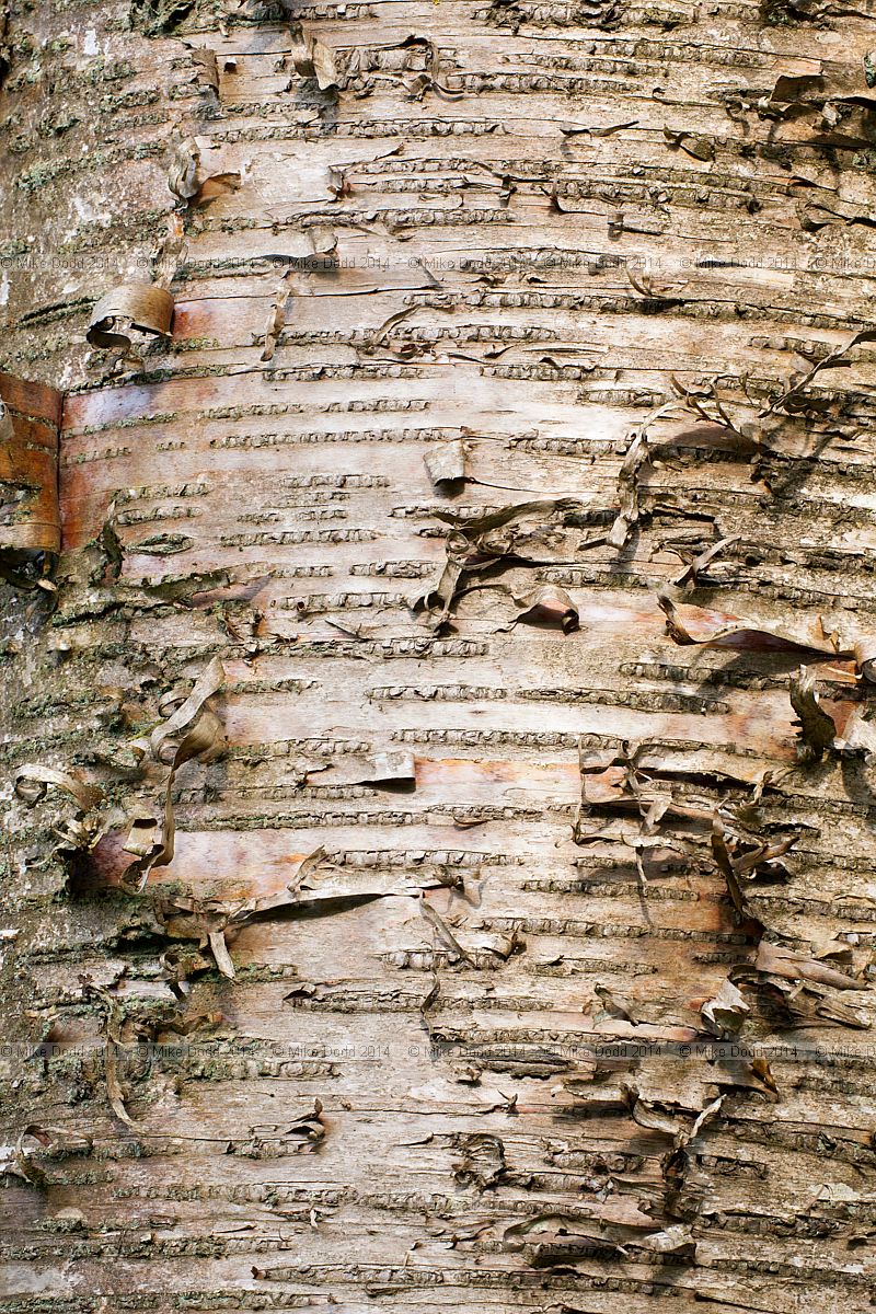 Betula maximowicziana Monarch birch
