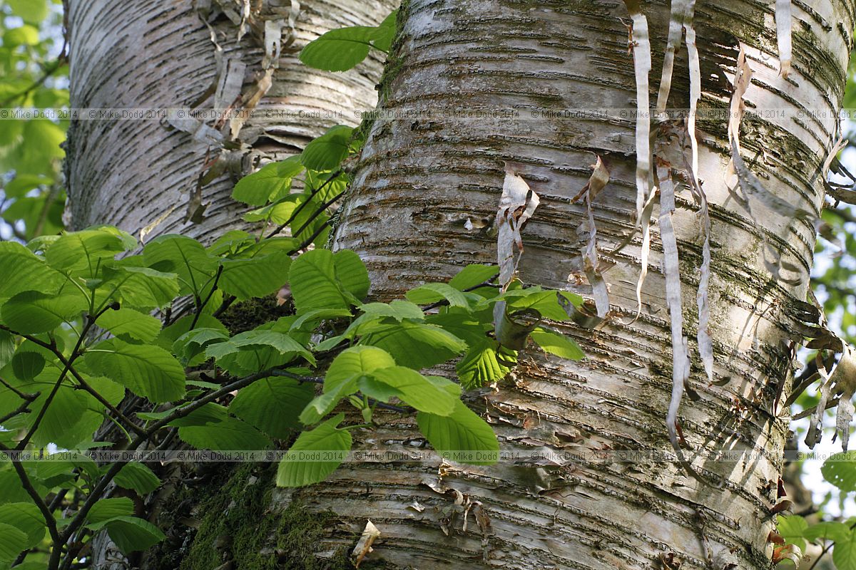 Betula maximowicziana Monarch birch