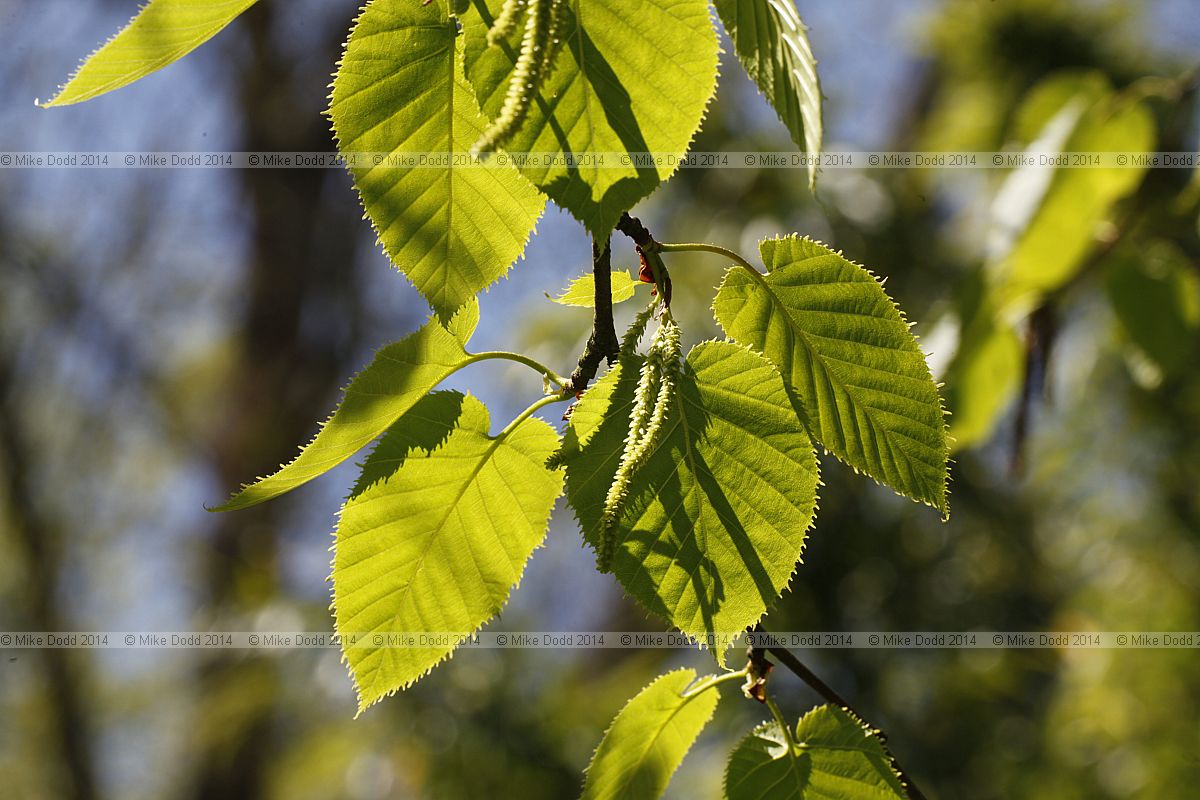 Betula maximowicziana Monarch birch
