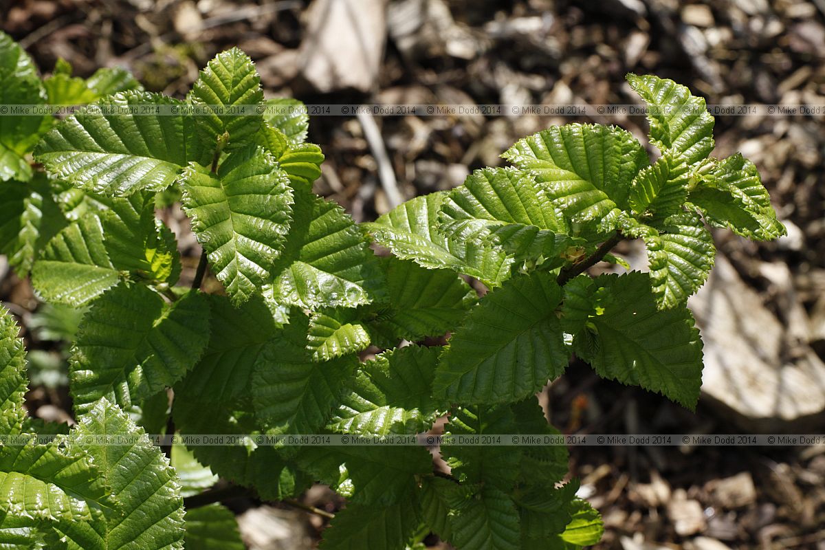 Betula medwedewii Transcaucasian birch