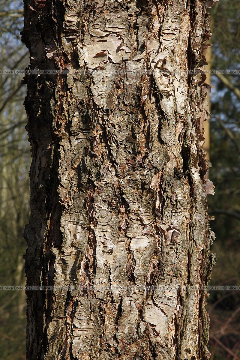 Betula nigra