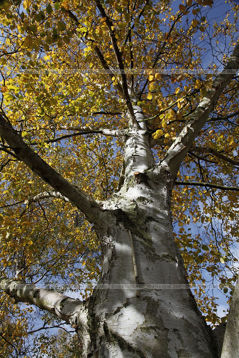Betula papyrifera Paper Birch
