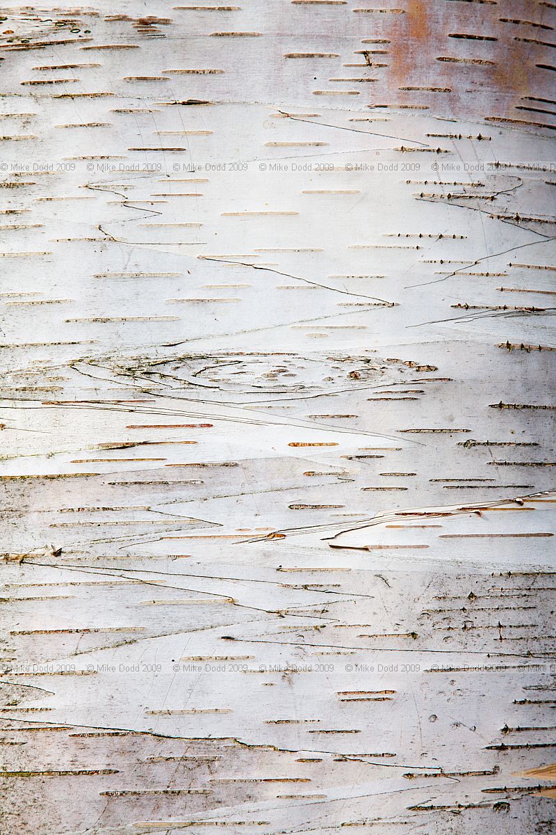 Betula papyrifera Paper Birch