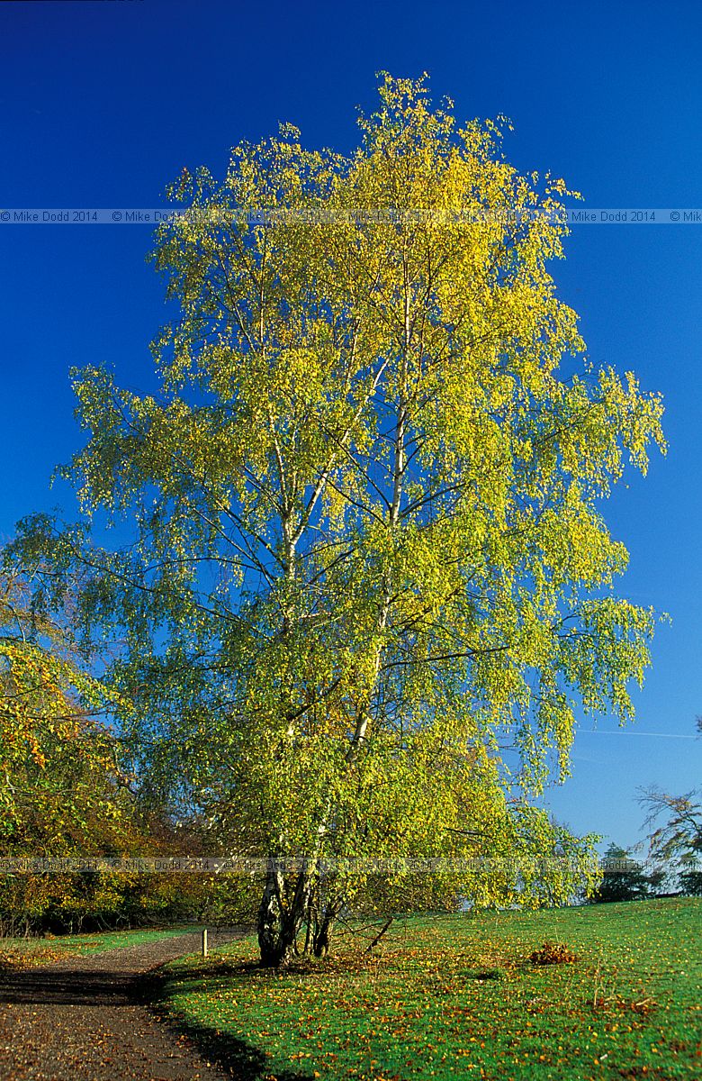 Betula pendula Silver Birch