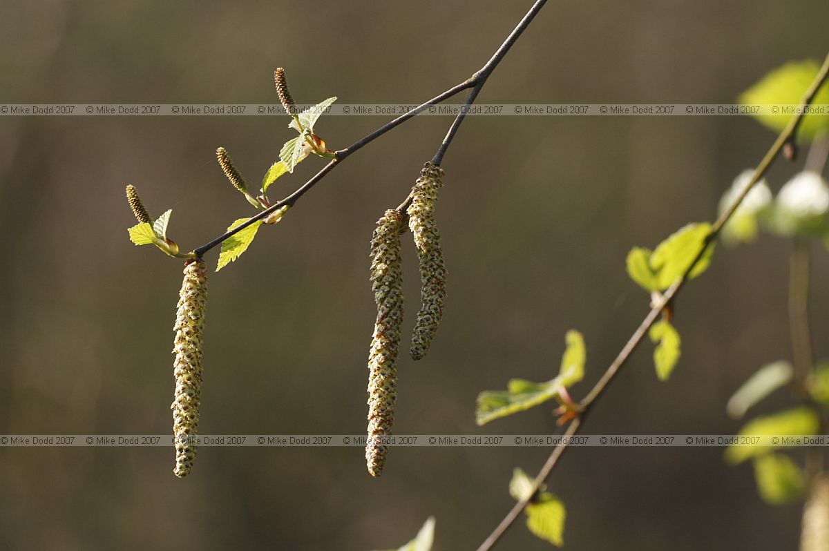 Betula pendula Silver birch male and female catkins