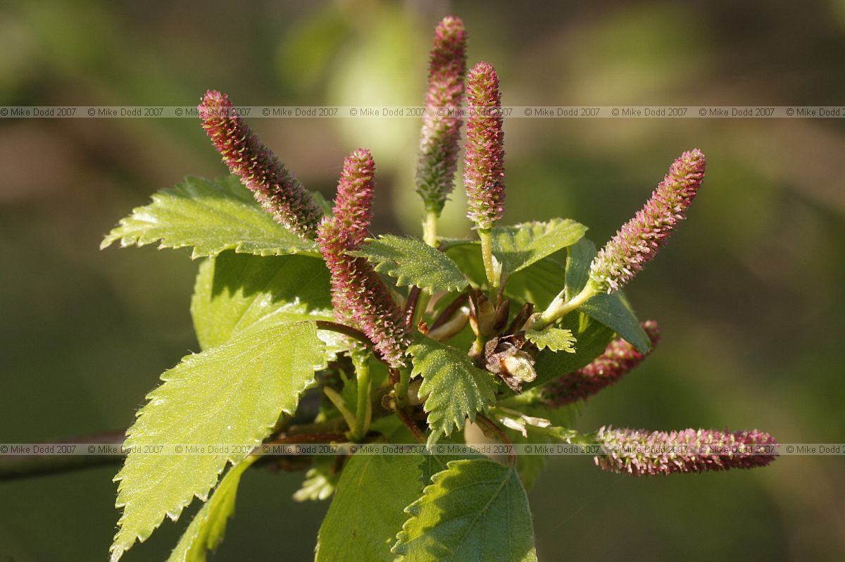 Betula pendula Silver birch female flowers