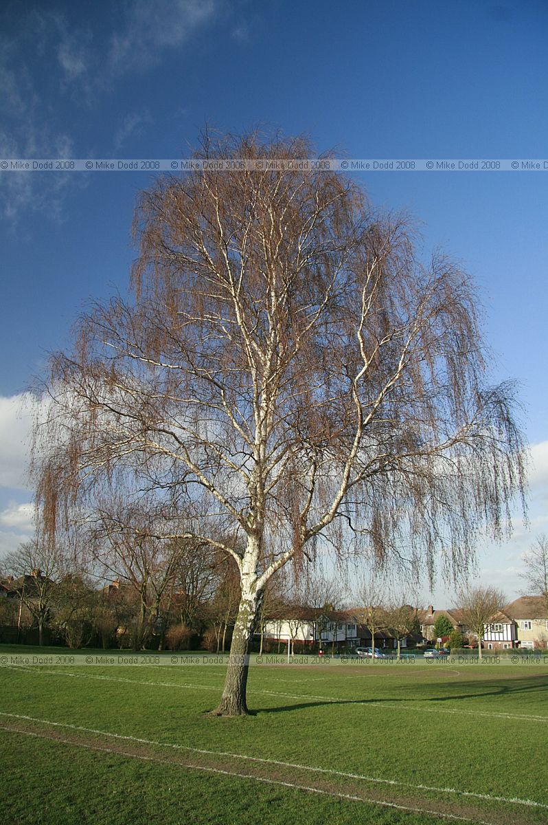 Betula pendula Silver birch