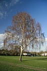 Betula pendula Silver birch