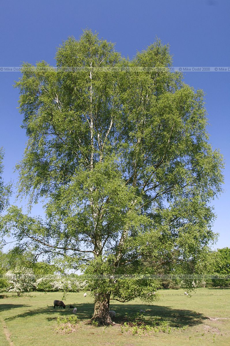 Betula pendula Silver birch