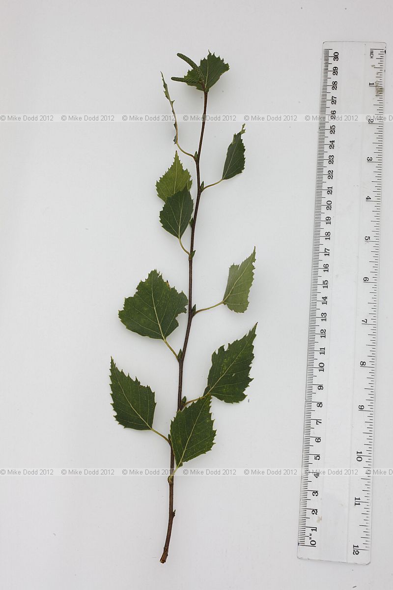 Betula pendula Silver birch