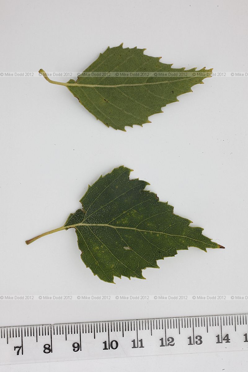 Betula pendula Silver birch