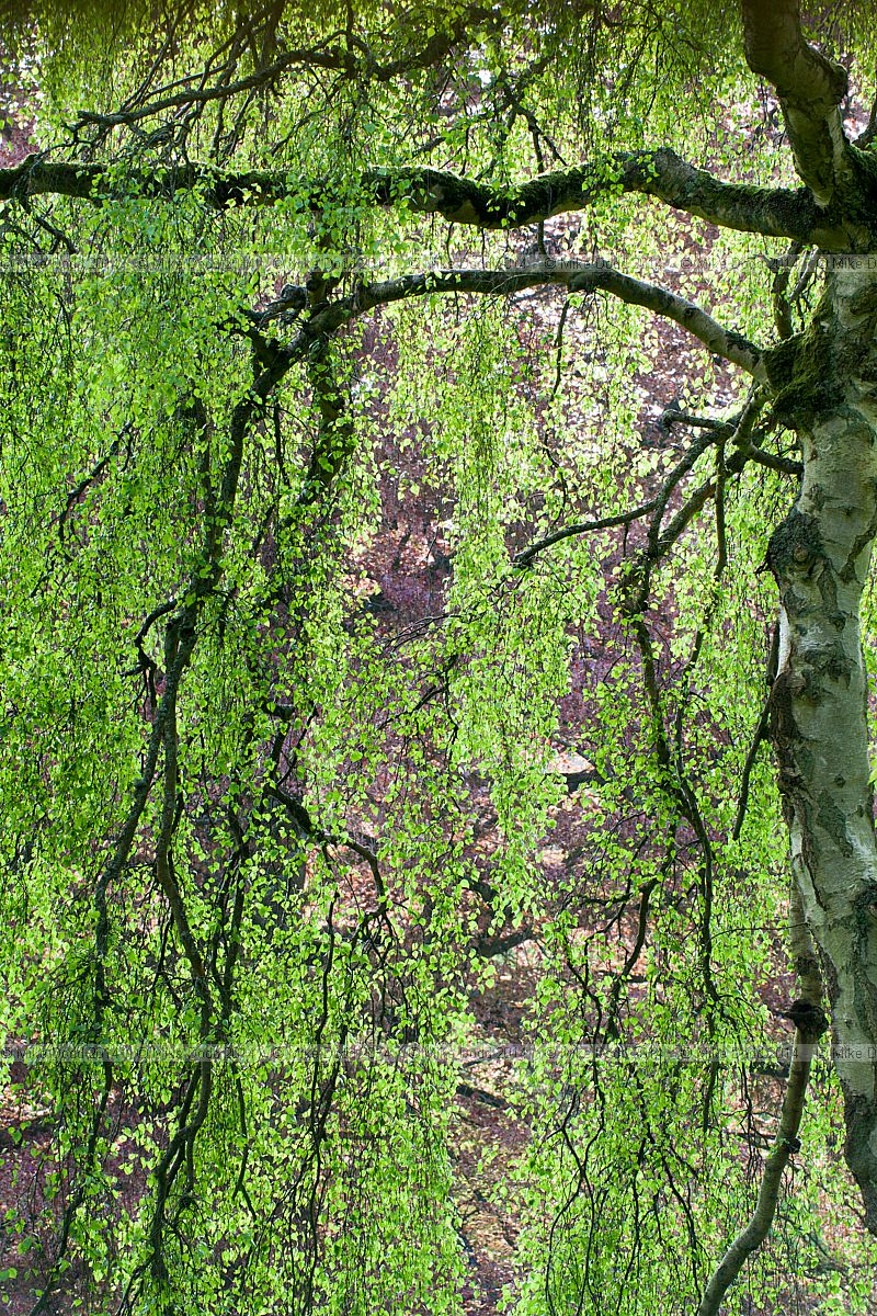Betula pendula 'Youngii' Young's weeping birch