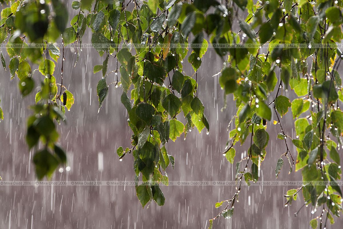 Rain through birch branch against the light