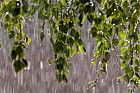 Rain through birch branch against the light