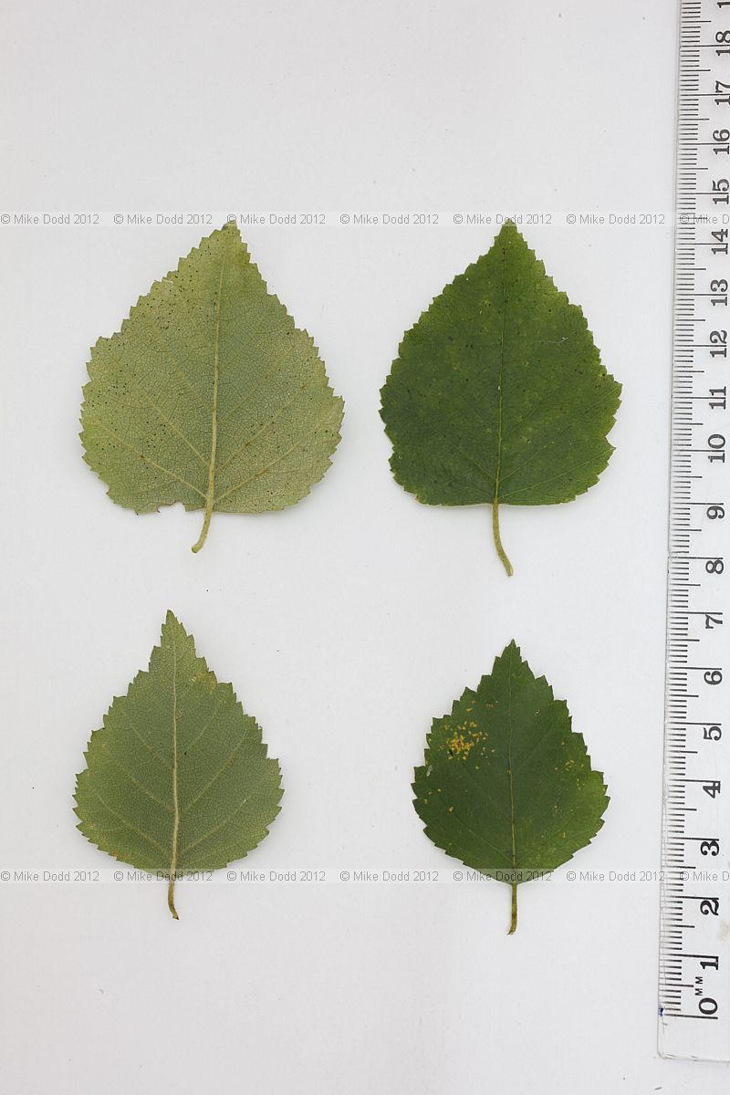 Betula pubescens Downy Birch