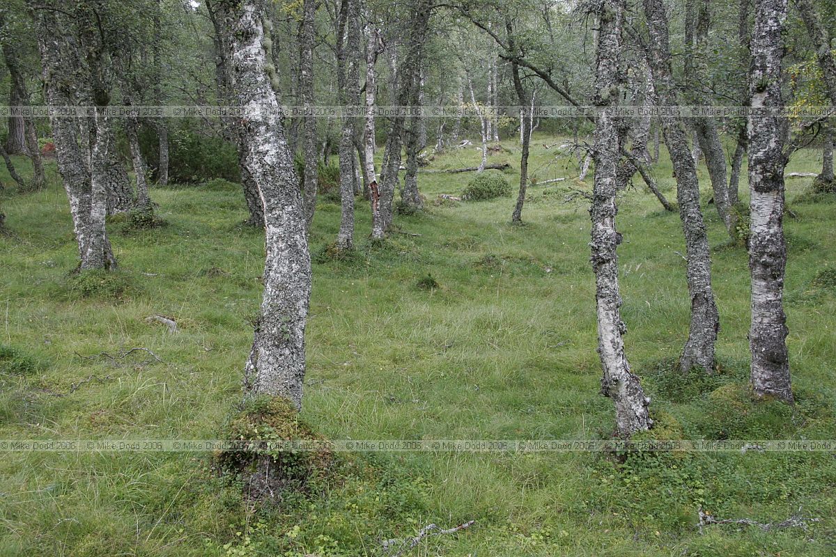 Betula pubescens Downy Birch
