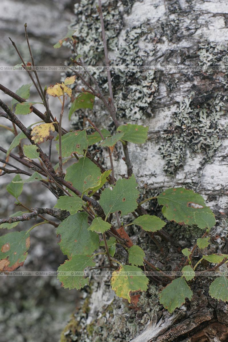 Betula pubescens Downy Birch