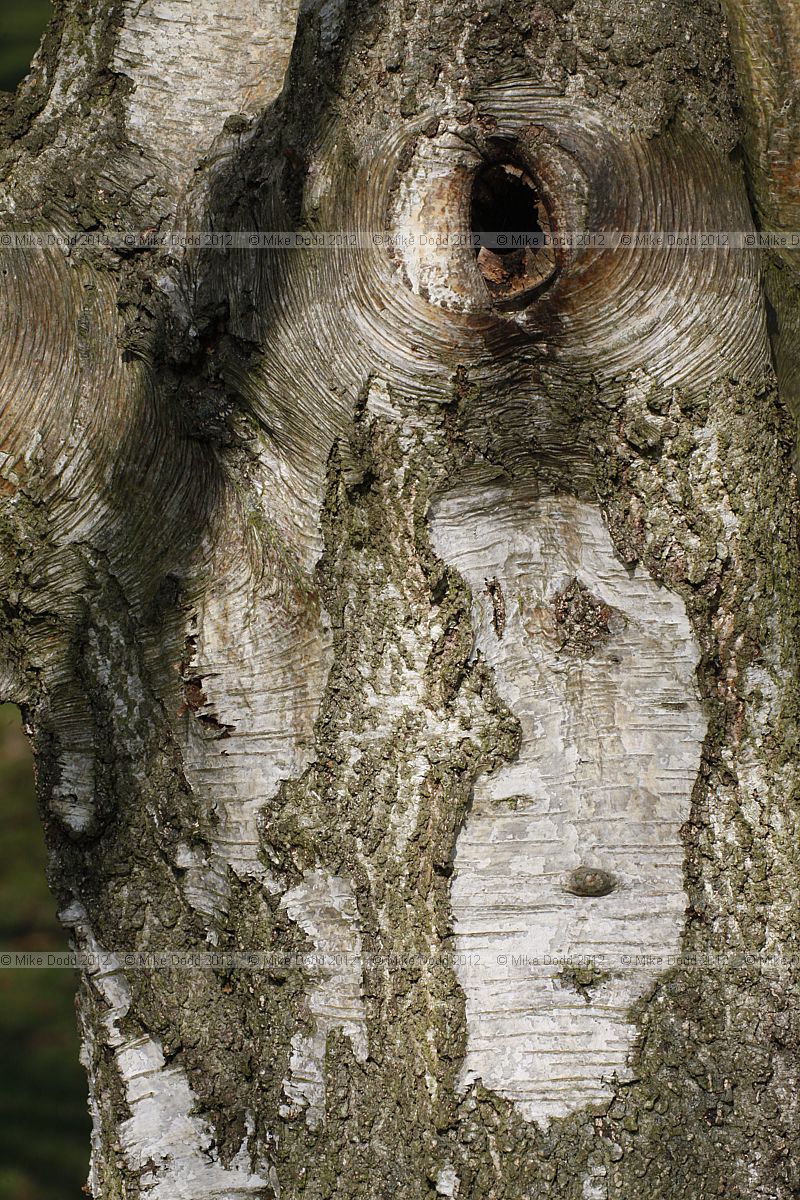 Betula pubescens Downy Birch