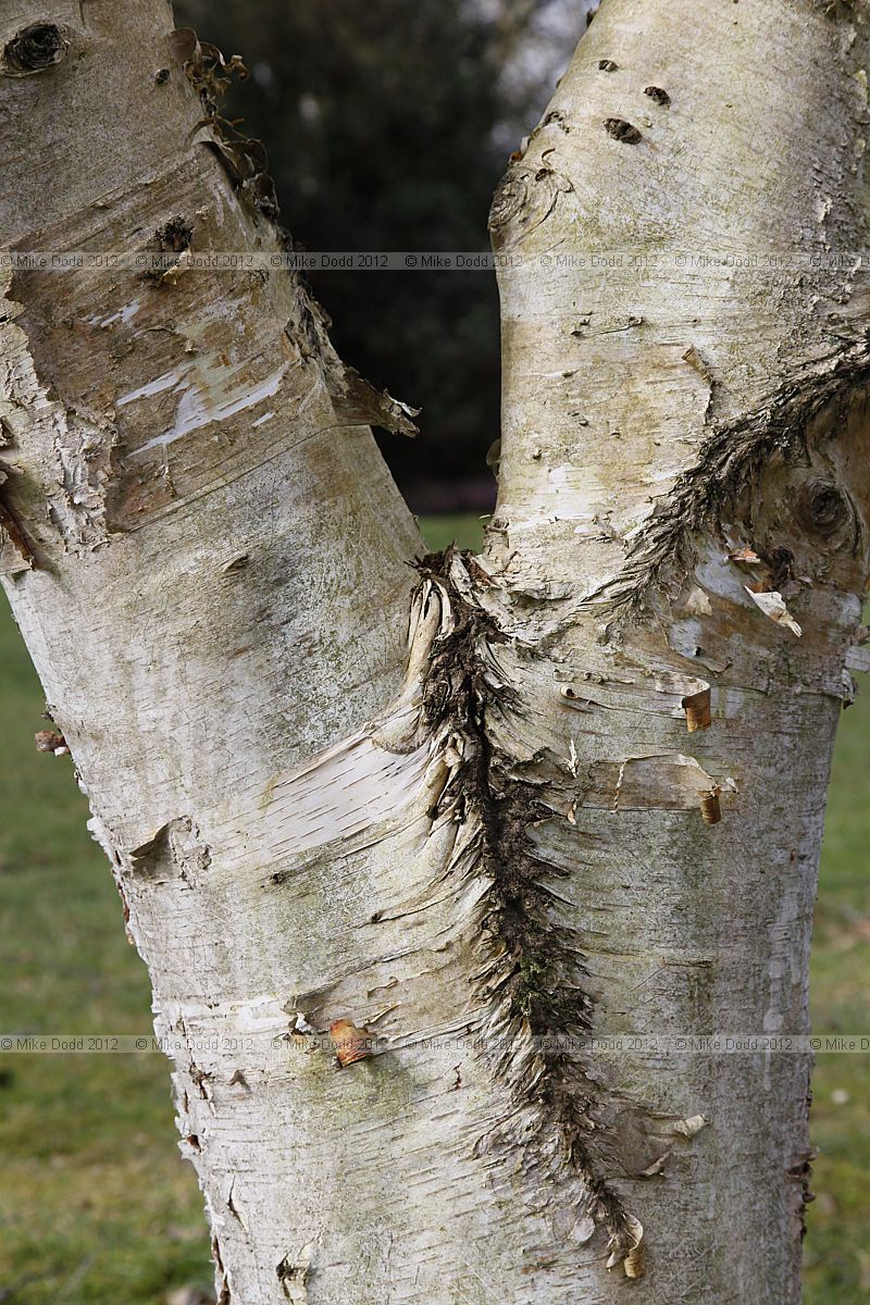 Betula szechuanica