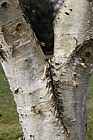Betula szechuanica