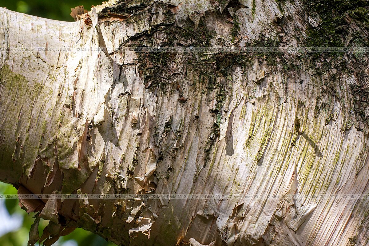 Betula utilis var jacquemontii