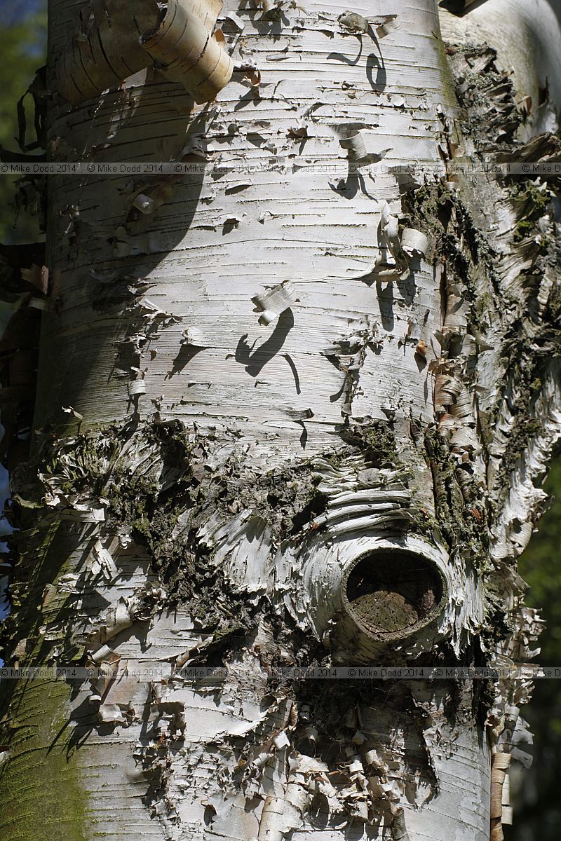 Betula x caerulea Blue birch