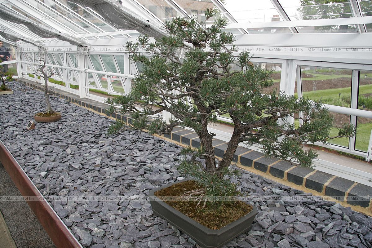 Bonsai trees