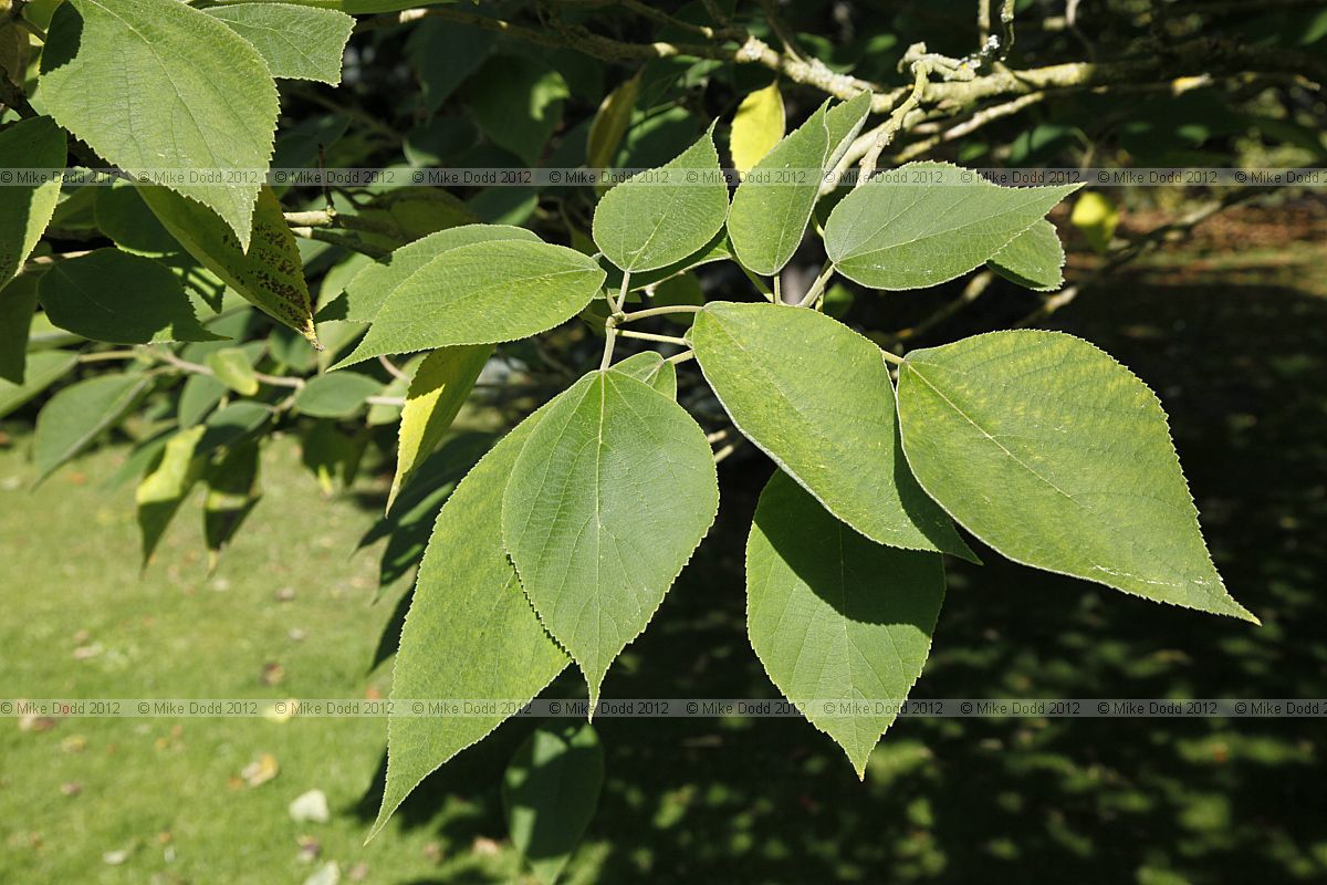 Broussonetia papyrifera Paper Mulberry