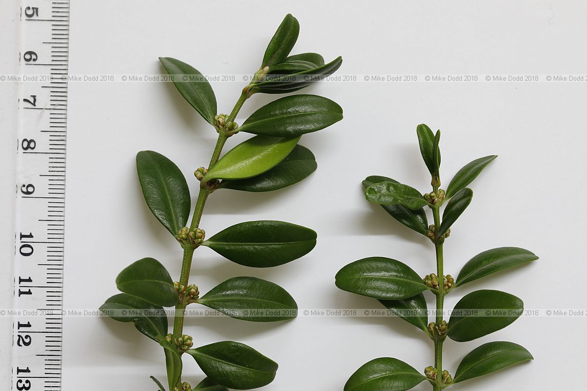 Buxus sempervirens Box