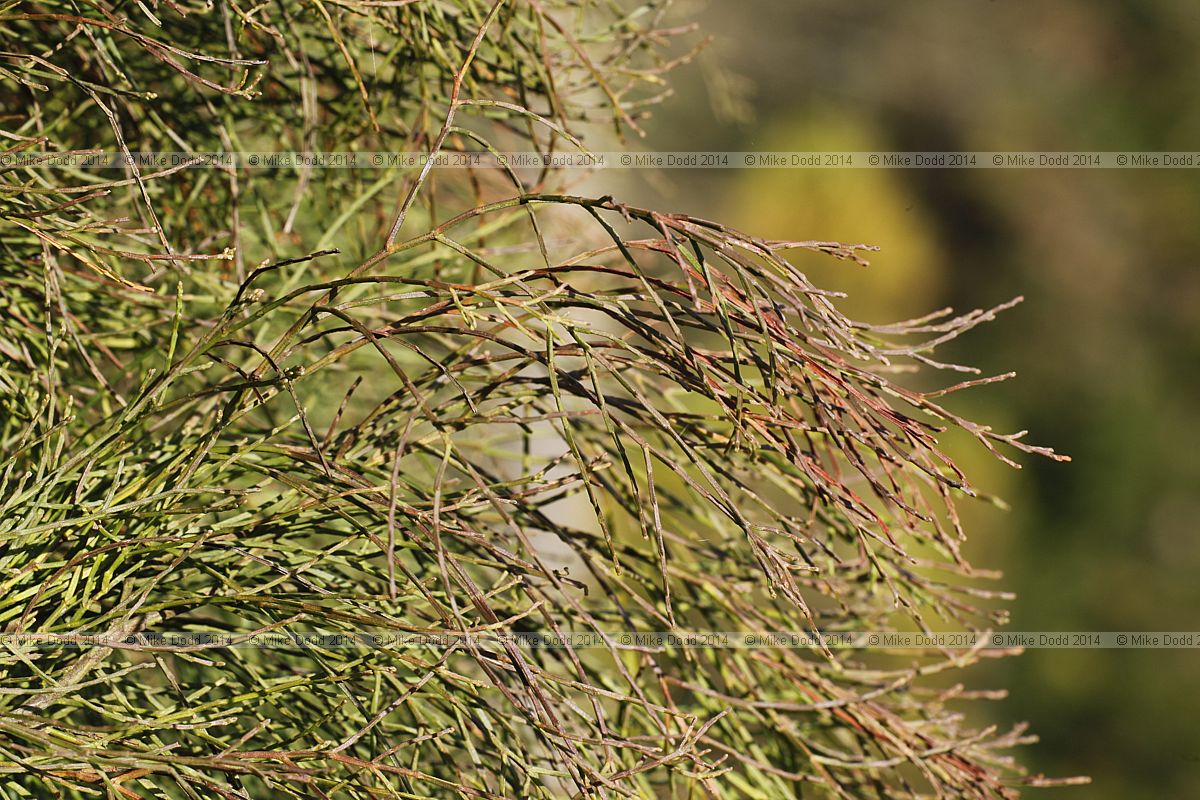 Callitris oblonga Tasmanian cypress pine