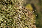Callitris oblonga Tasmanian cypress pine