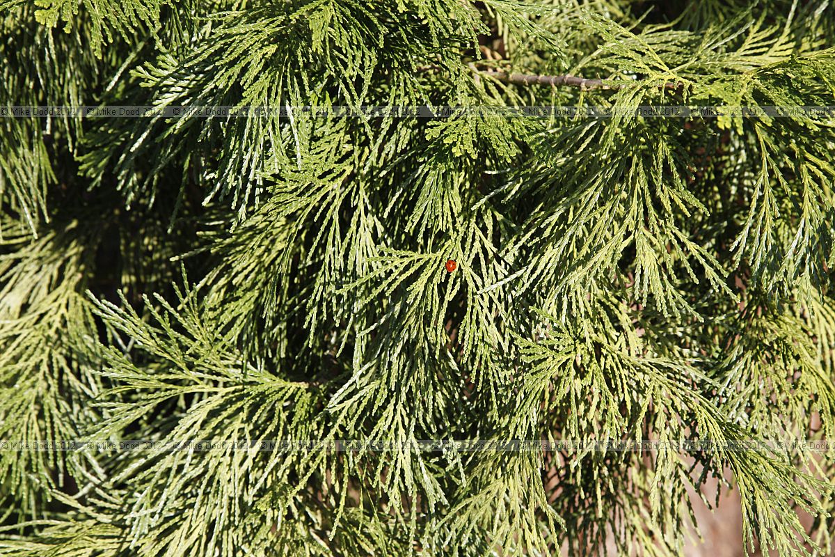 Calocedrus decurrens