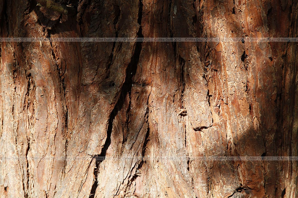 Calocedrus decurrens