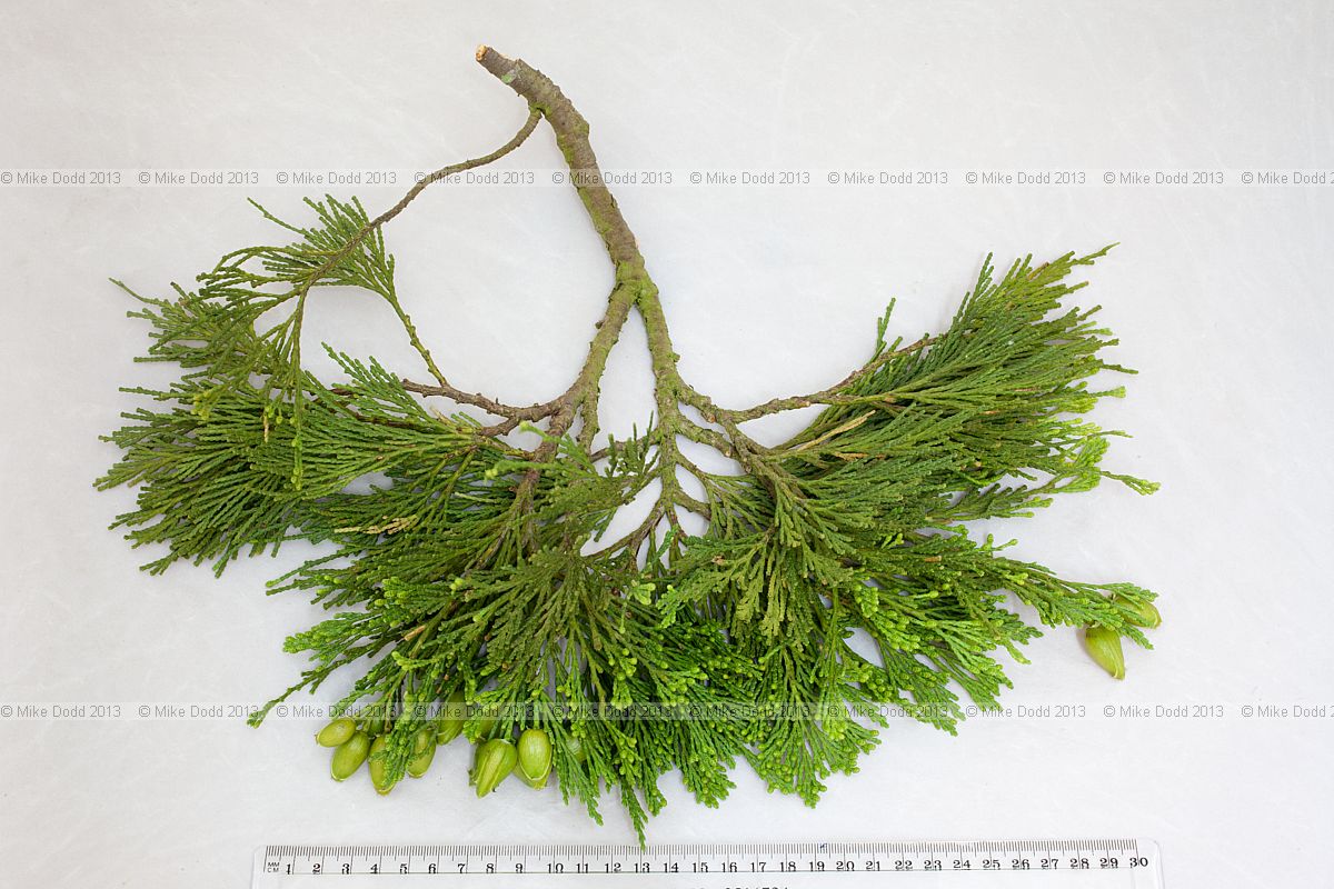 Calocedrus decurrens Incense Cedar