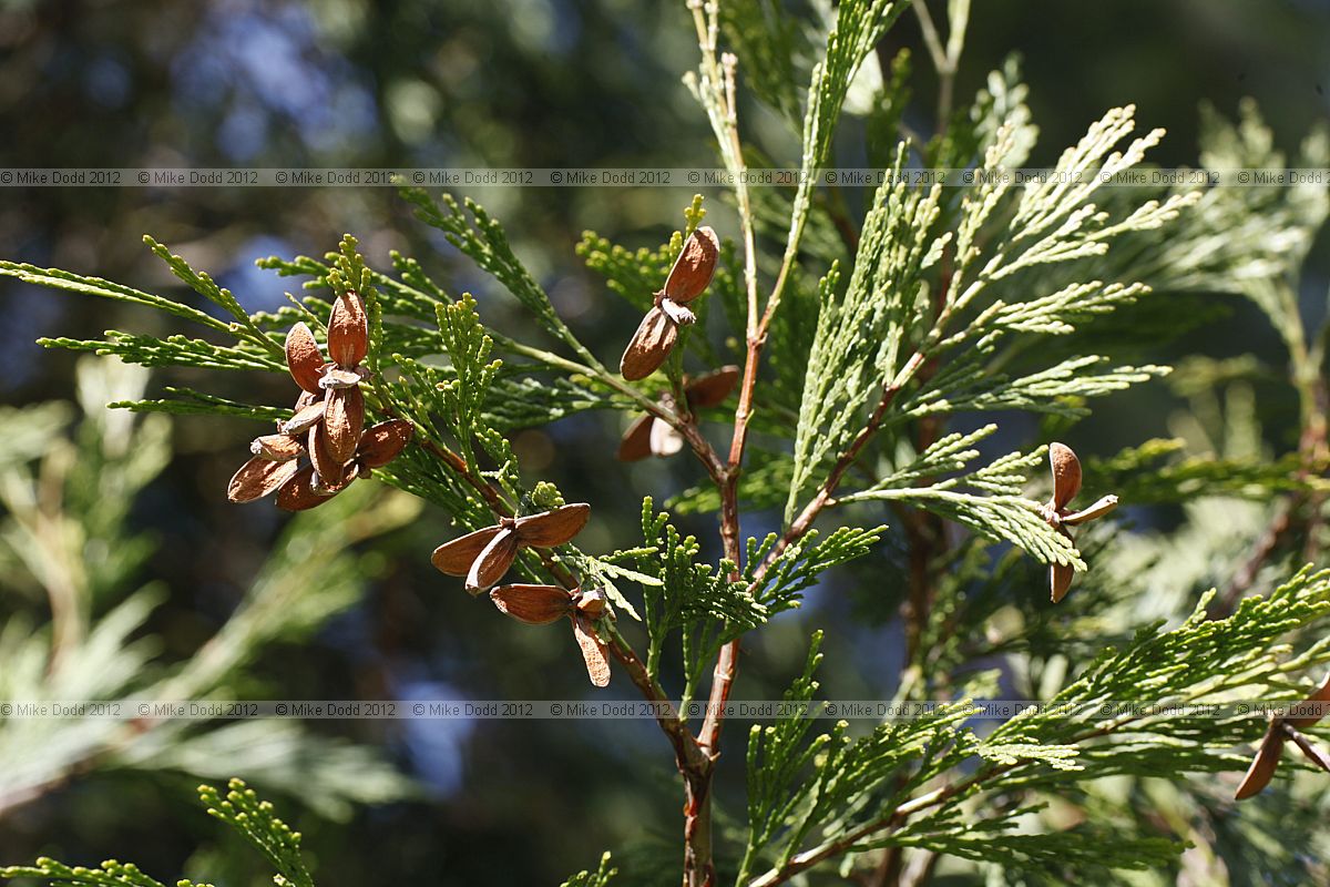 Calocedrus decurrens Incense Cedar